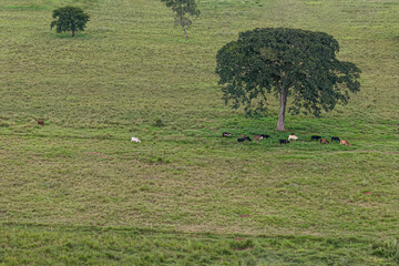 grassy field pasture area for livestock farming