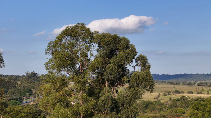 canopy of few eucalyptus trees