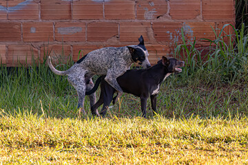 couple of stray dogs copulating