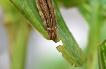 Bananenfalter - Raupe - Yellow-edged giant owl