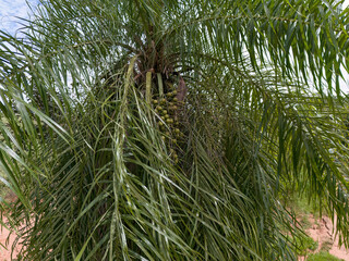 Macaw Palm Fruits