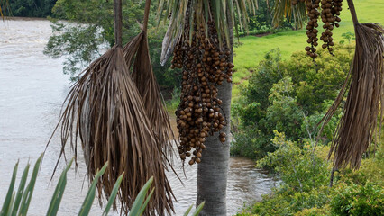 fruits of the buriti palm tree