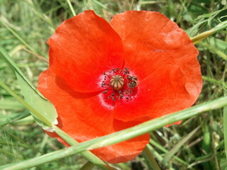 red poppy flower