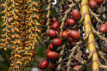 flowers and fruits of the buriti palm tree