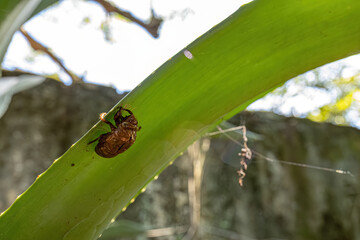 Exuvia of Typical Cicada