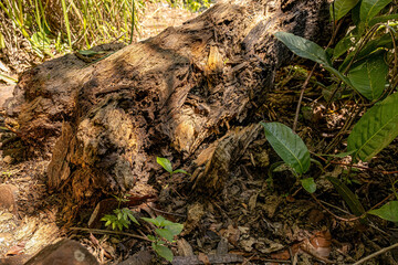 large tree trunk rotting on the ground