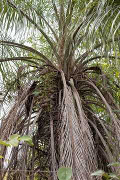 Macaw Palm Fruits