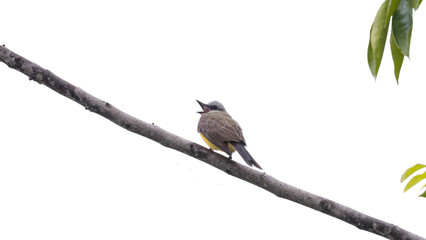 Tropical Kingbird Animal