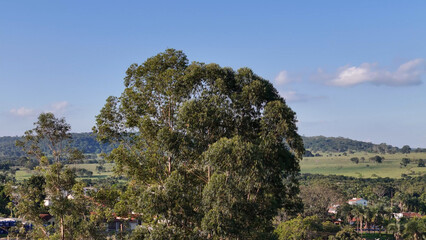 canopy of few eucalyptus trees