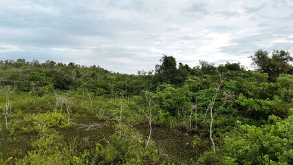 Fototapeta na wymiar Small Swamp in Itaja