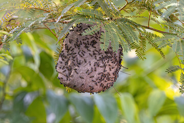 Nest of Long-waisted Honey Wasps