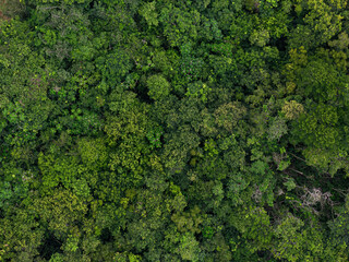 Aerial trees in forest