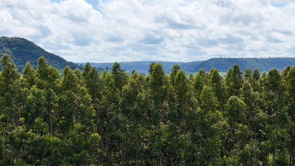 Fototapeta na wymiar cultivation of eucalyptus trees