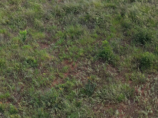 dirt floor with grass