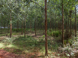 cultivation of eucalyptus trees