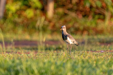 Adult Southern Lapwing Bird