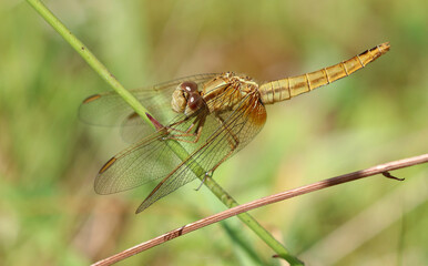 Feuerlibelle - Scarlet Darter