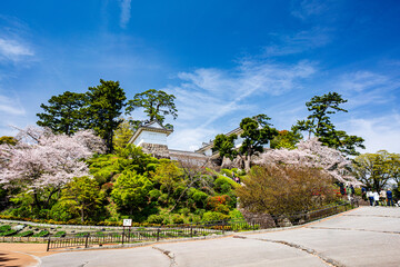 Fototapeta na wymiar 桜が満開の小田原城の風景