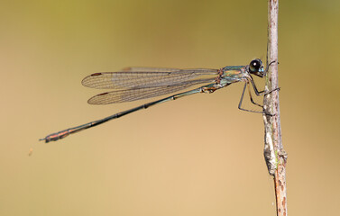 Gemeine Weidenjungfer - Willow Emerald Damselfly