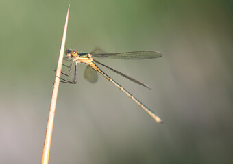 Gemeine Weidenjungfer - Willow Emerald Damselfly