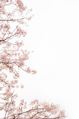 満開の桜　ソメイヨシノ　背景素材