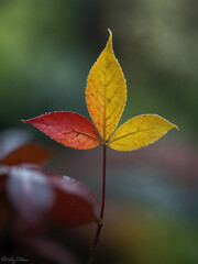 Obraz premium Serendipity Unveiled, Capturing the Solitary Luck Leaf Amidst Nature's Blur