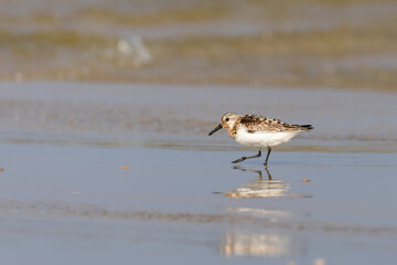 Sanderling (Calidris alba) fsearching for food on the beach on the East Frisian Island Juist,...