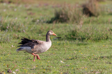 Obraz premium Graylag goose (Anser anser) on the salt meadows on the East Frisian Island Juist, Germany.