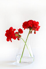 Due fiori di geranio rosso in un vaso di vetro isolato su sfondo bianco. Copia spazio.