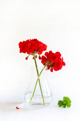 Due fiori di geranio rosso in un vaso di vetro isolato su sfondo bianco. Copia spazio.