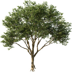 Tree, Summer Tree, Green Tree, Tree in Transparent Background, PNG, Cutout, Overlays