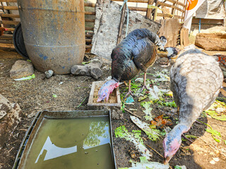 Portrait of chickens, turkeys and ducks eating