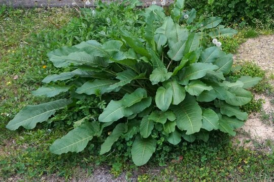 養分を吸ってひときわ大きく育った自然のエゾノギシギシ