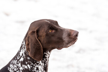 Close-up of a thoughtful brown dog with snowy background.