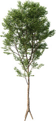 Fototapeta premium Tree, Summer Tree, Green Tree, Tree in Transparent Background, PNG, Cutout, Overlays