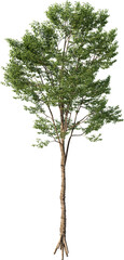 Tree, Summer Tree, Green Tree, Tree in Transparent Background, PNG, Cutout, Overlays