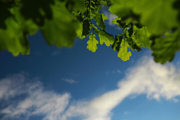 Lively closeup of spring leaves with vibrant backlight from the setting sun