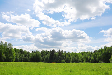 Lively closeup of spring leaves with vibrant backlight from the setting sun