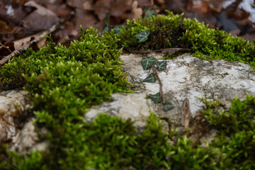 Moss stone background. Abstract natural background. An old stone overgrown with moss in close-up on the ground. The concept of withering, a time interval. Brown-green shades of the forest. Copy space - 793624648