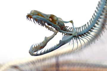 Skeleton of a snake. Antique bones of an anaconda, a predatory reptile.