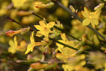 A bright yellow bush in close-up. Genista tinctoria in soft focus. Spring atmospheric natural background. Yellow fragrant flowers bloomed in the garden. A light breeze stirs the branches. Sunlight - 793624696