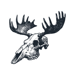 The moose skull. Black white vector illustration.