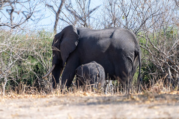 Telephoto shot of a group of african Elephants feeding in Chobe National Park, Botswana.