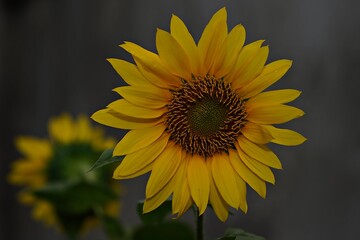 Sunflowers, with vibrant petals like bursts of sunshine, sway gracefully in the breeze, their faces...