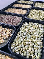 Microgreens of different sprouted culture as mustard, mung beans, green peas, lentils in black germinators at home farm next to widow. The beginning of germination, the third day. Close-up