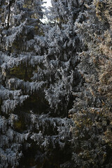 White snow on a bare tree branches on a frosty winter day, close up. Natural background. Selective botanical background.