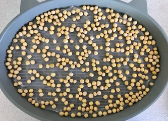 A lot of fresh yellow sprouts of peas in dark-green germinator at home farm. The beginning of germination, the first day. Concept of diet, vegetarianism, vegan, healthy products. Close-up