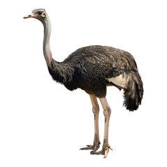Ostrich isolated on transparent background