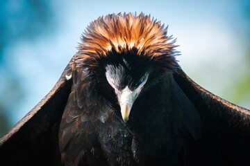 The wedge-tailed eagle is the largest bird of prey in the continent of Australia. It is also found in southern New Guinea to the north and is distributed as far south as the state of Tasmania.
