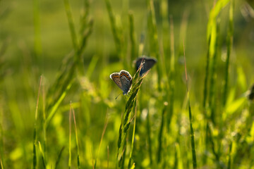 Butterfly close-up on a green blurry background. The head of the butterfly in selective focus. Looks directly at the camera. Blurred background of leaves. Blue butterfly in a beautiful bokeh.